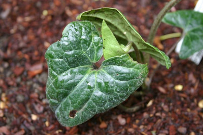 Asarum_campaniflorum.jpg
