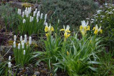 Iris_bucharica.21-2.jpg
