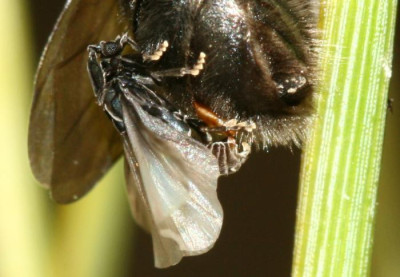 Stylops_melittae_-_Faecherfluegler_m29_5mm_an_Andrena_vaga.jpg