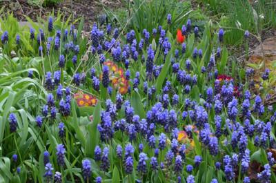 Muscari_latifolium.22-2.jpg