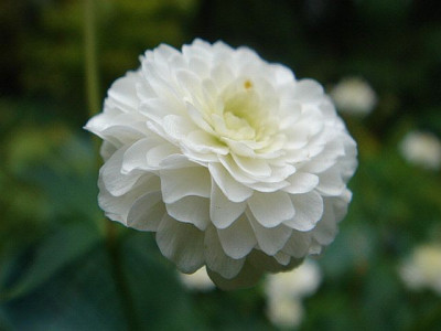 Ranunculus_aconitifolius_Pleniflorus.JPG