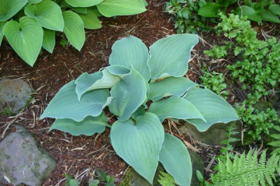 Hosta_Flemish_Sky.jpg