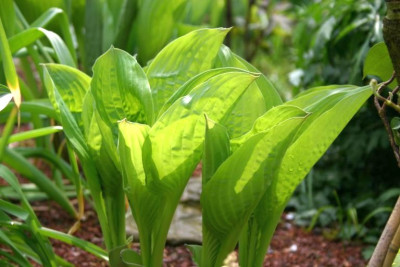 Hosta_Squash_Casserole.jpg