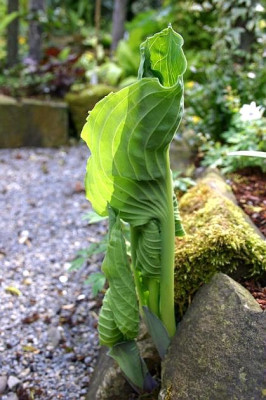 Hosta_Queen_of_the_Seas.jpg
