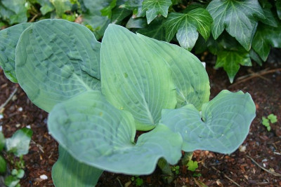 Hosta_Silver_Bay.jpg