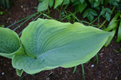 Hosta_Jewel_of_the_Nile.jpg