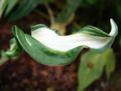 Hosta_X-Rated_3.JPG