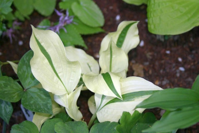 Hosta_White_Beauty.jpg