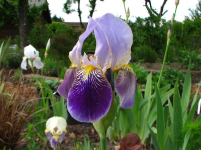 iris_1_cf_fatum_2008.jpg