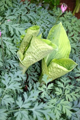 Hosta_Wagon_Wheels.jpg