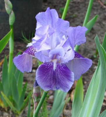 iris_meissner_porzellan_2008.jpg