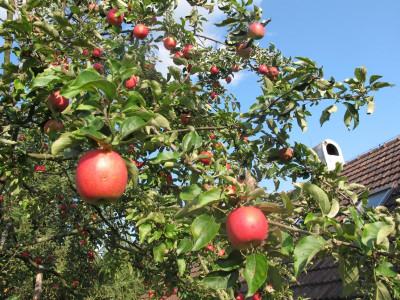 aldingersred18.img.JPG