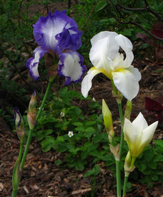 iris_lugano_rococo.jpg