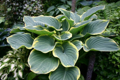 Hosta_Sagae.jpg