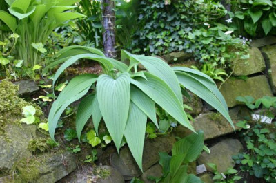 Hosta_Okasaki_Special_1.jpg