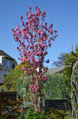 Malus-Maypole.22-1.jpg