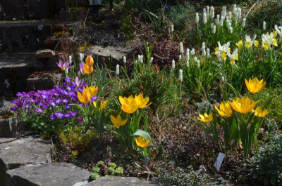 Tulipa_heweri.22-1.jpg