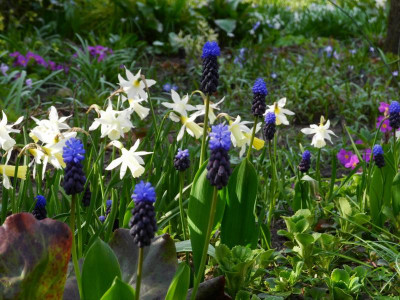 latifolium 2021-04-19 und Elka.JPG