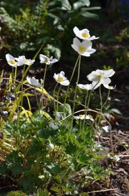 Anemone_sylvestris.20-1.jpg