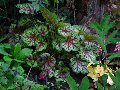 heuchera_green_spice.jpg