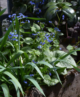 Brunnera-SeaHeart.21-1.jpg