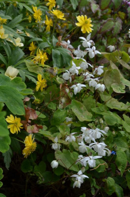 Epimedium-Niveum.22-1.jpg