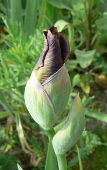 Iris_Baldur_Knospe_08_05_16.jpg