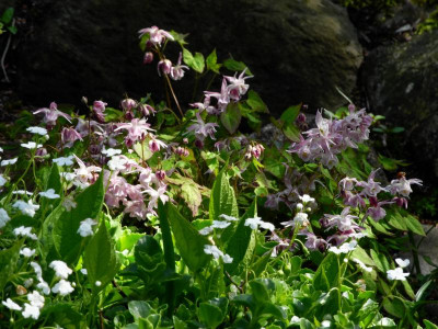 grandiflorum 'Akebono' 2021-05-09.JPG