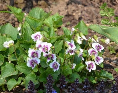 Viola-AliceWitter.21-2.jpg