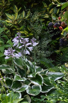 Hosta-Minuteman.16-1.jpg