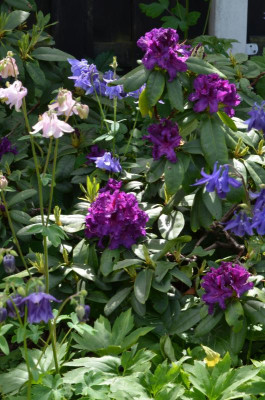 Rhododendron-Azurro.22-1.jpg