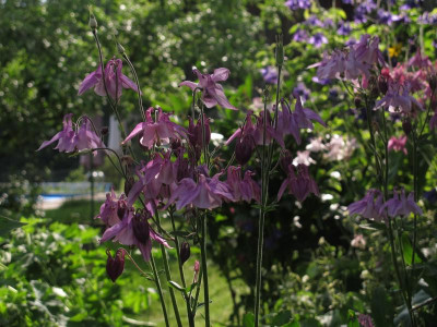 akeleiviolett.img.JPG