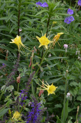 Aquilegia_caerulea.22-1.jpg
