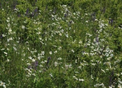 Anemone_sylvestris_Habitat.jpg