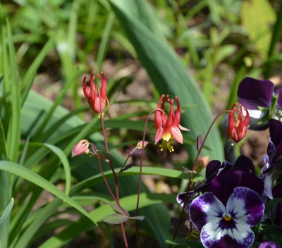 Aquilegia_canadensis.17-1.jpg