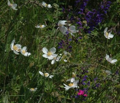 Anemone_sylvestris_mit_Salvia_pratensis.jpg