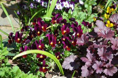 Viola_cornuta.19-2.jpg