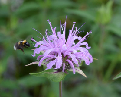Hummel.20-1.jpg
