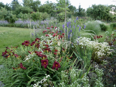 hemerocallis.jpg
