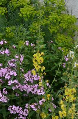 Verbascum_nigrum.22-1.jpg