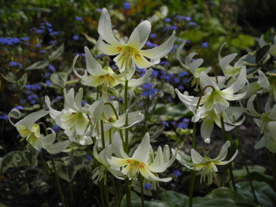 revolutum 'White Beauty' 2022-05-02 (5).JPG