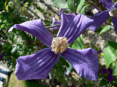ClematisDurandii.jpg
