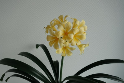 Sämling Solomone Broad Petal Yellow.jpg