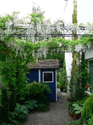 PergolaWisterie2008.jpg
