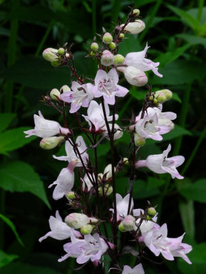 Penstemon digitalis Husker's Red 2021-06-30 (1).JPG