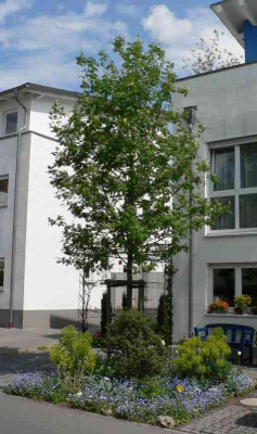 Vorgarten2008.jpg
