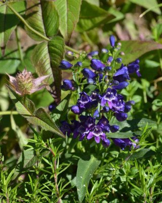 Penstemon-Pinacolada.21-2.jpg