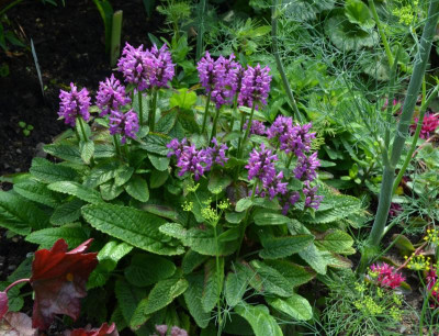 Stachys_grandiflora-Hummelo.21-1.jpg
