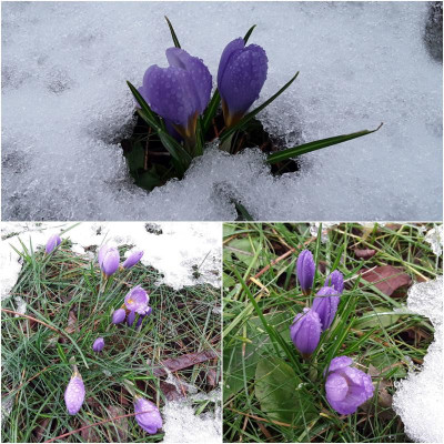 Crocus.jpg