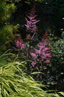 Astilbe-Delft_Lace.18-1.jpg